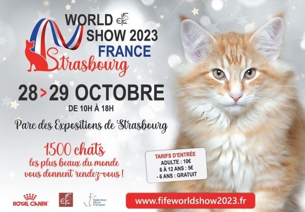 Rhône - Exposition féline internationale. Découvrez les plus belles races  de chat