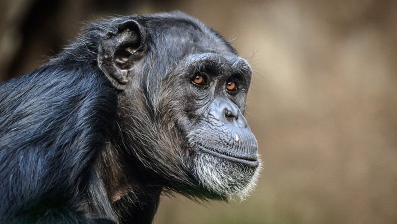 On pensait jusqu’à récemment que seuls les humains et quelques cétacés, comme les orques ou les narvals, connaissaient la ménopause. Mais une nouvelle étude, publiée dans la revue Science, a révélé que les femelles chimpanzés vivent aussi une partie de leur vie adulte sans pouvoir se reproduire.