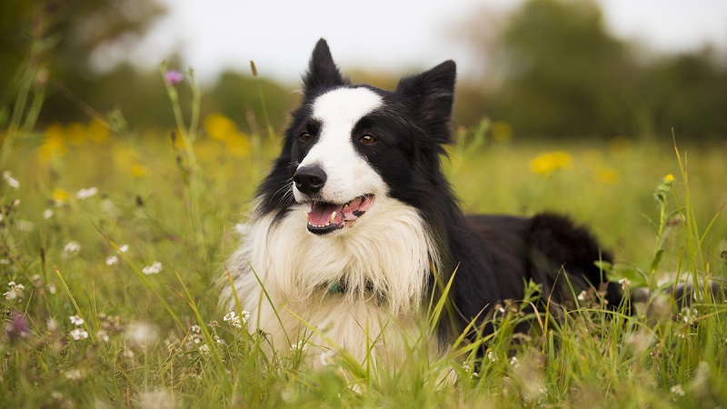 Il existe plusieurs races de chiens de berger, chacune ayant ses propres caractéristiques.