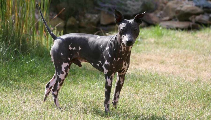 L’American Hairless Terrier est une variété du Rat Terrier, une race de chien originaire des États-Unis et utilisée pour la chasse aux rongeurs.