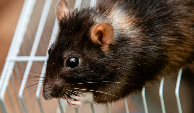 Il existe différents types de cages pour les souris, comme la cage à barreaux, la cage en plexiglas, le terrarium ou l’aquarium.