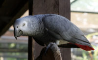 perroquet-gris-gabon-2-100715