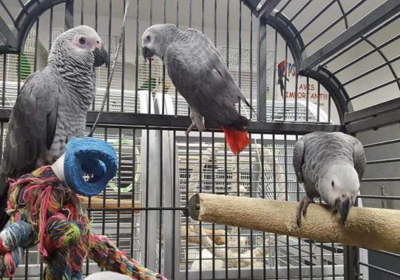 African Grey for sale