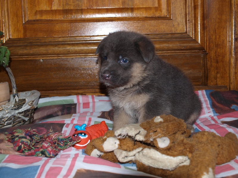 A donner chiot type berger allemand femelle 1